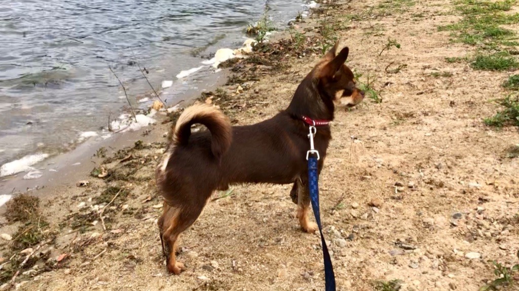 Les Chihuahua de l'affixe Des Terres De Frasnes