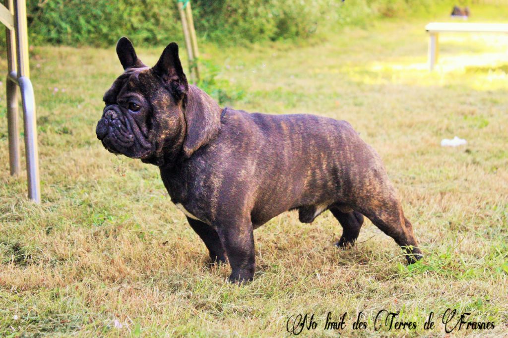 No limit Des Terres De Frasnes