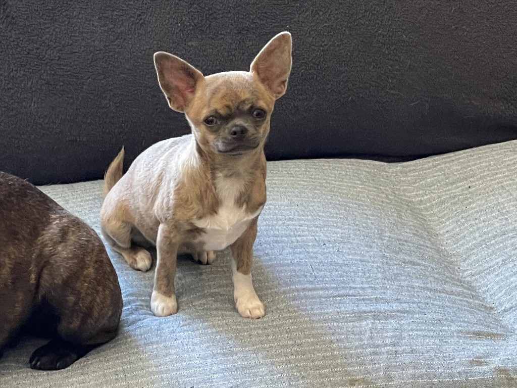 Sublime Chiot, Femelle Bringer disponible