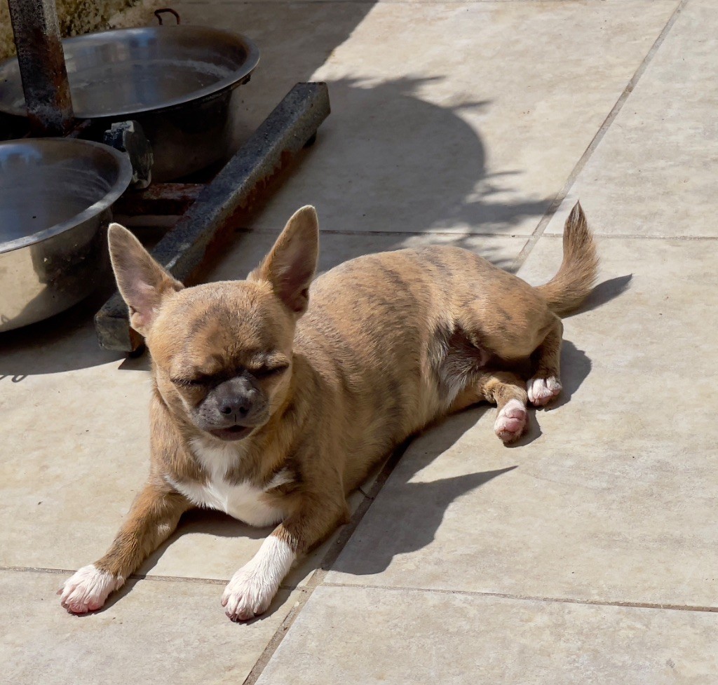 Sublime Chiot, Femelle Bringer disponible