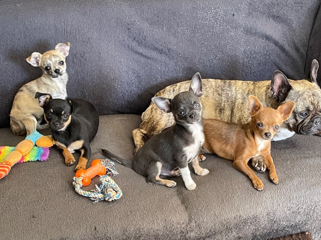 Chiots disponibles élevés en famille 