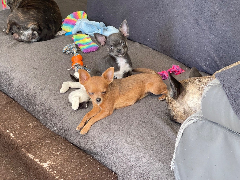 Des bébés nés le 20/04/2025 disponibles 