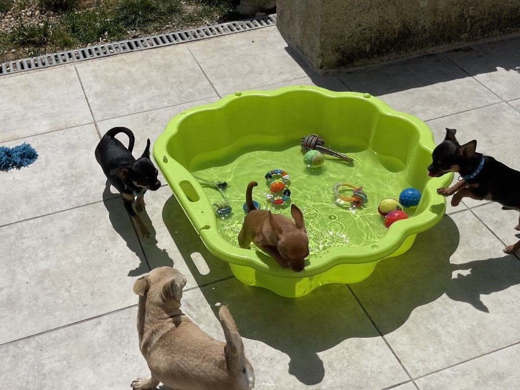 Chiots disponibles élevés en famille,prix raisonnable