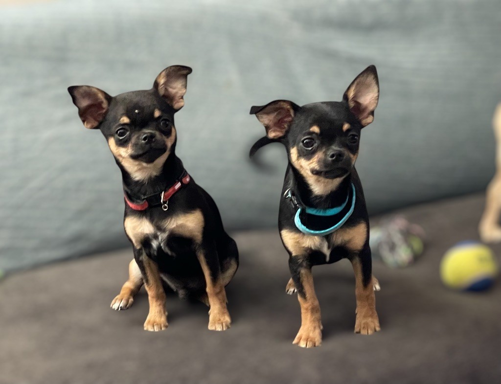 Chiots disponibles élevés en famille,prix raisonnable