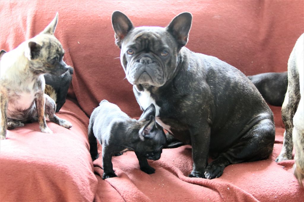Photos du 10/10/21 chiots de Phila,Oprah,Odeline