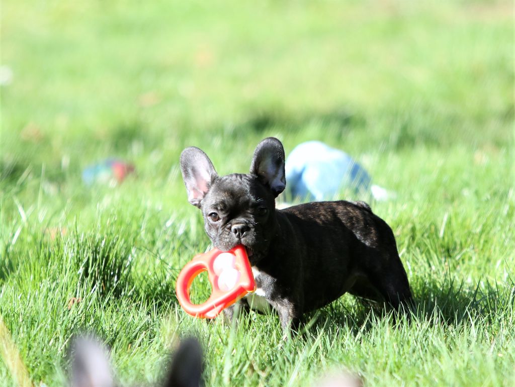 Photos du 27/02/22 chiots de Plume et Lucas