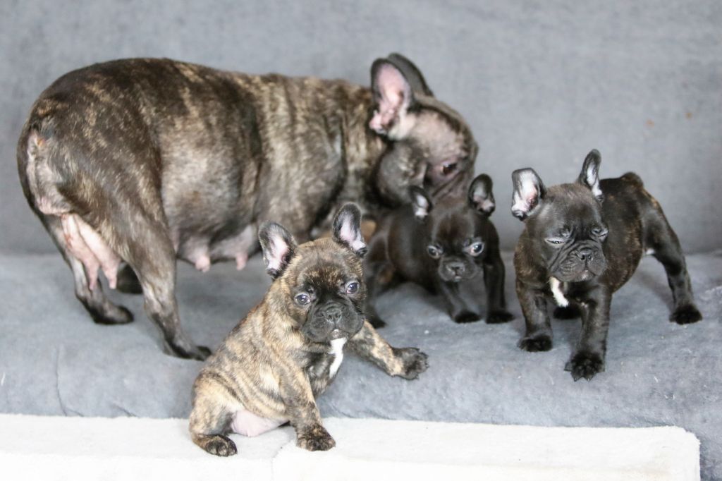 Photos du 14/02/21 Bébés Oméga Niroslav la vie est belle à l'élevage