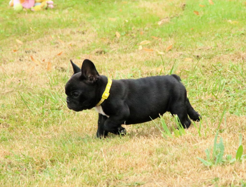 photos du 16/07/20 chiots de Oprah et Noce