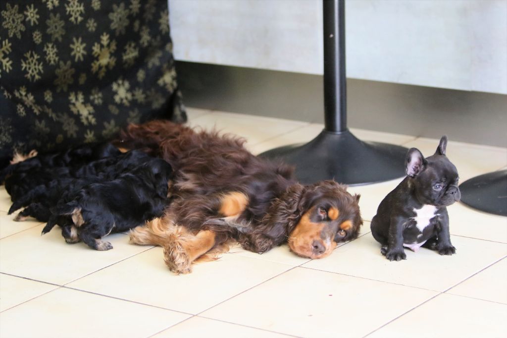 Photos du 13/06/21 bébés bouledogue VS bébés Cockers Anglais