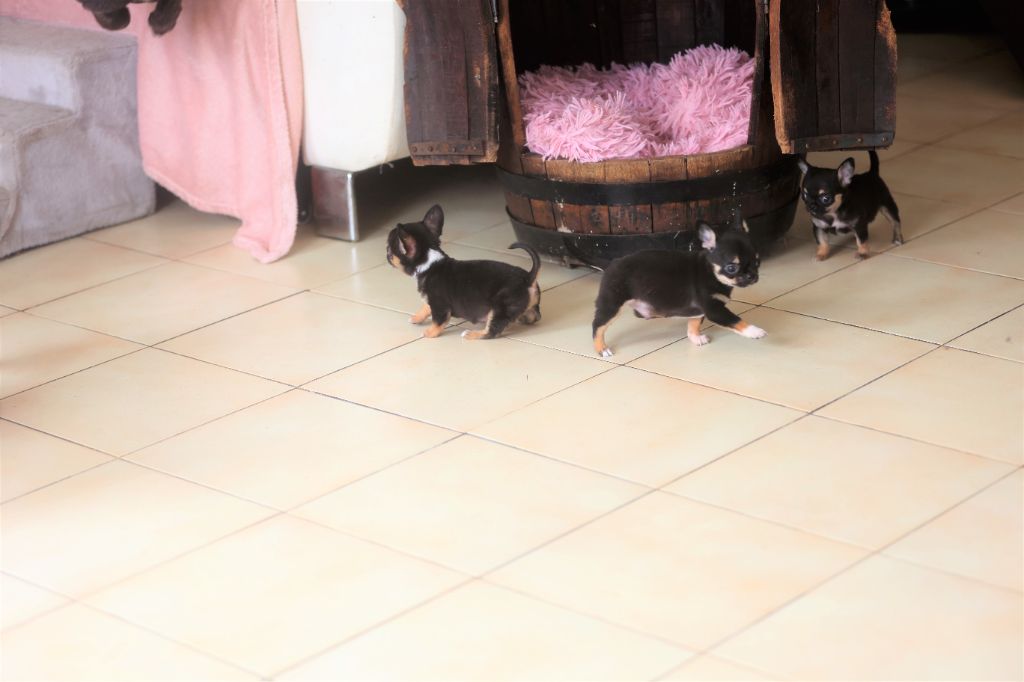 Photos du 23 et 24/07/23 chiots de coockie et Renzo