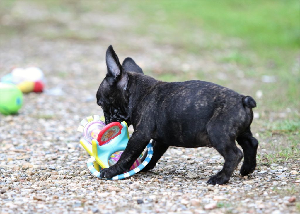 Photos du 31/10/21 chiots deOdeline,Oprah,Phila