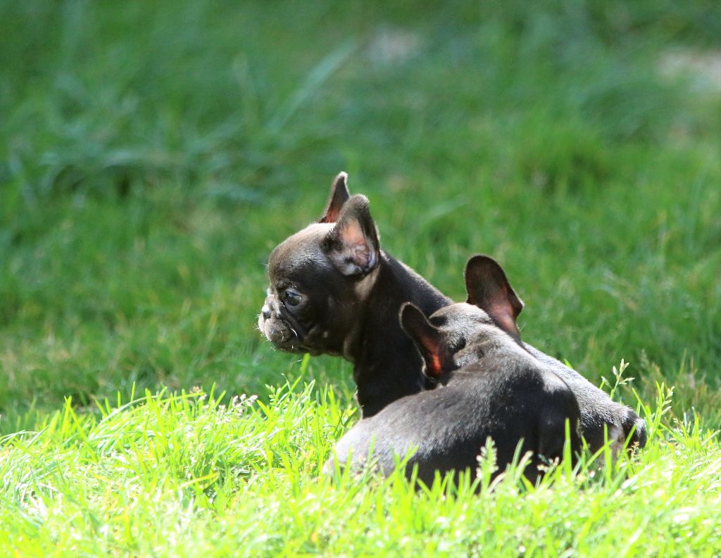 Photos du 24/03/21 chiots de Lancelot et Pink
