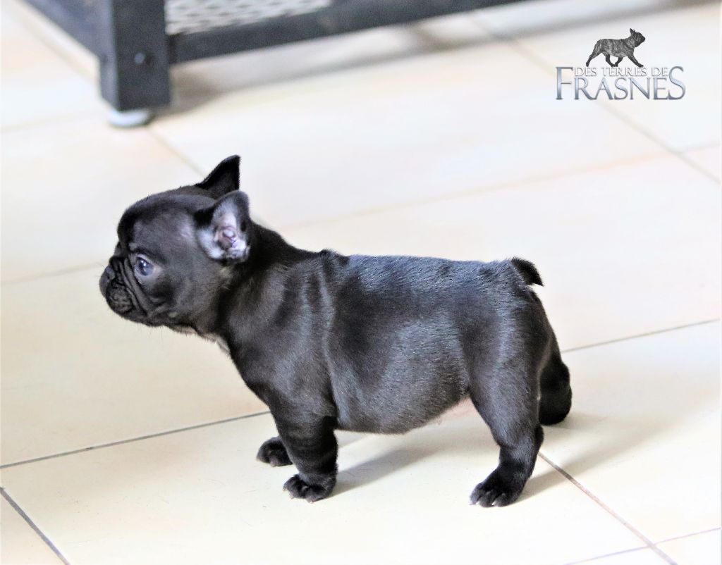 Photos du 09/03/22 chiots de Pink et Lancelot