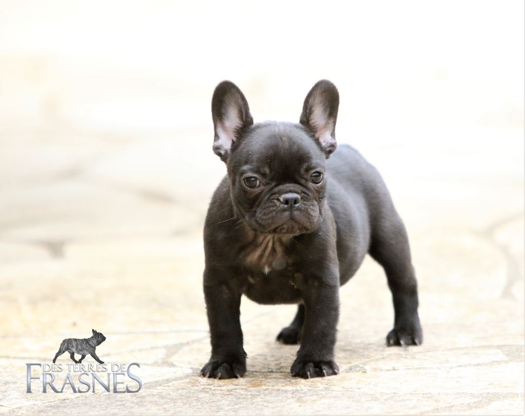 Photos du 29/03/22 chiots de Lancelot et Pink