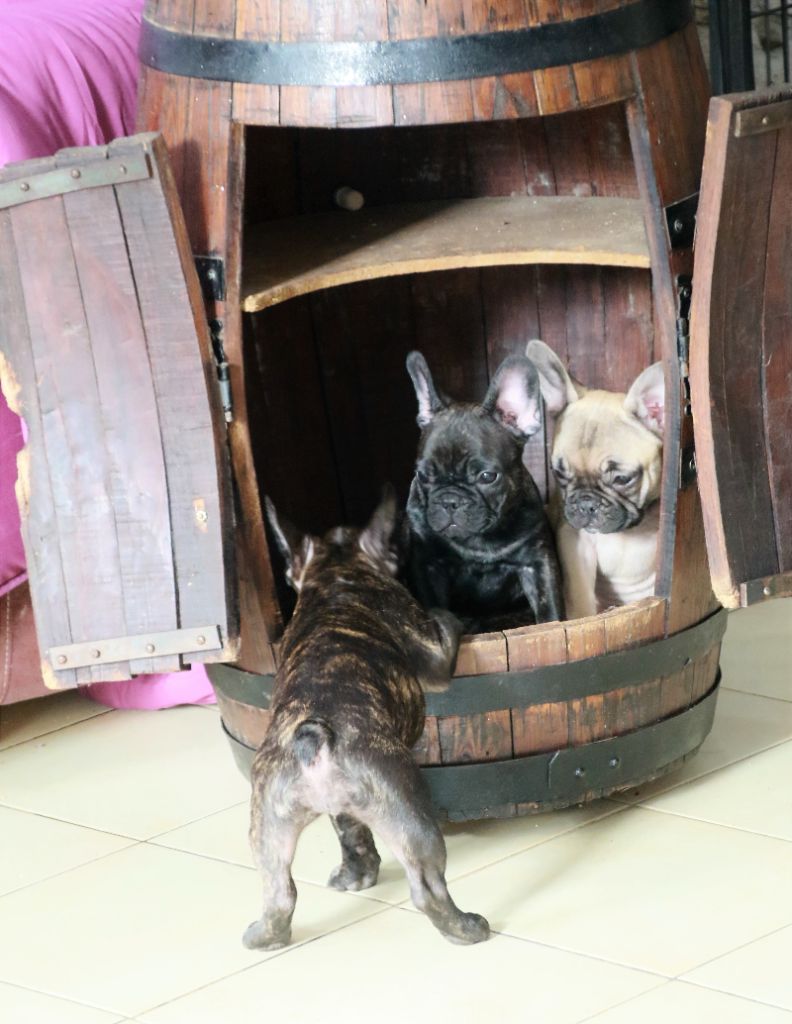 Photos du 05/12/21 bébés de Phila,Odeline et Oprah