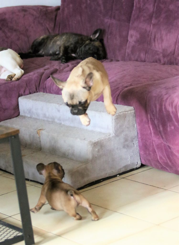 Photos du 23/01/21 chiots de plume et Lucas