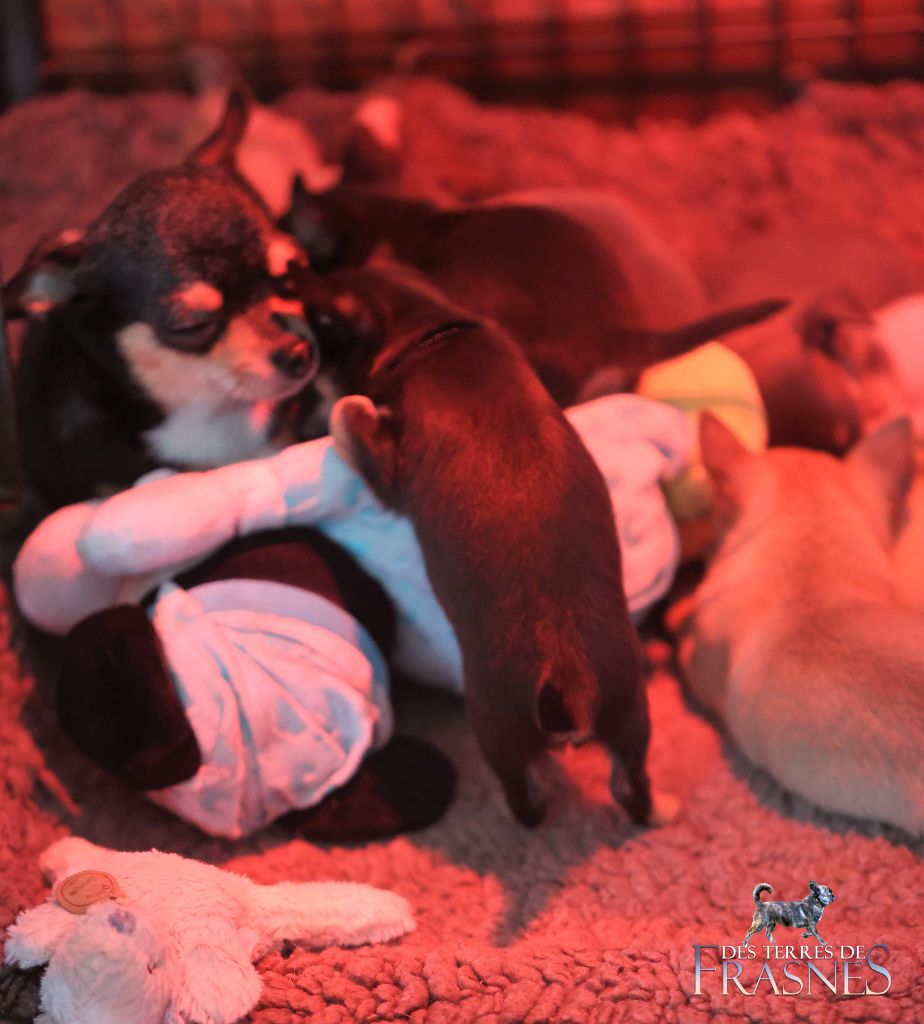 05/01/23 Chiots de Ricci