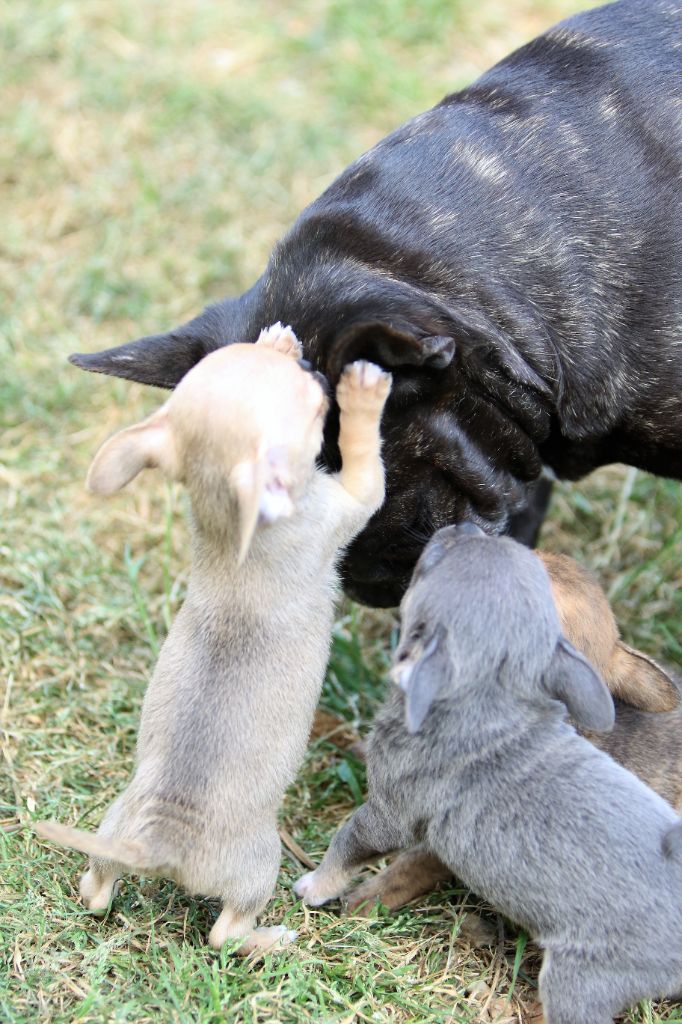 photos du 06/05/22 photos des bébés de Cookies et Rimelle