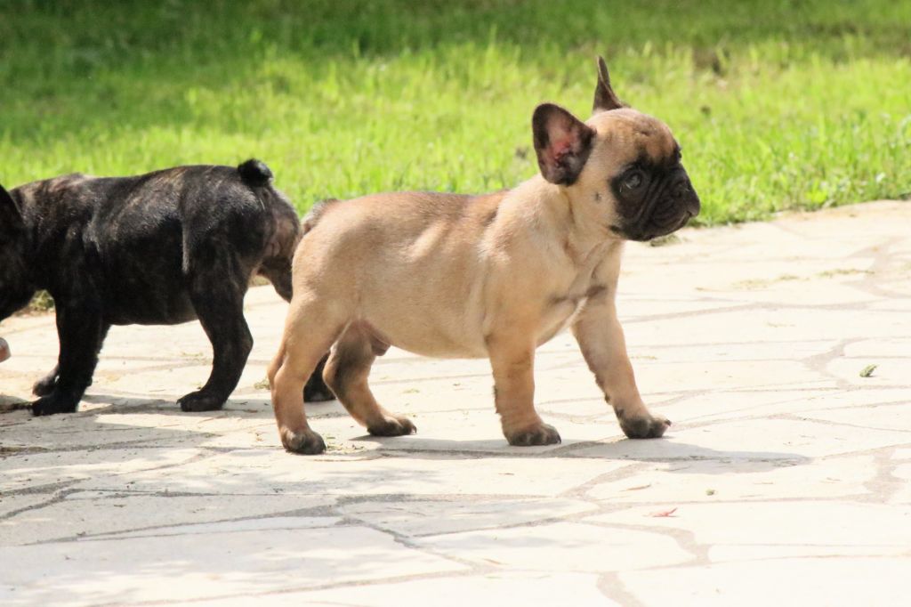 Chiots nés le 25/03/19 ,Phoebus le Poète,et Peace & Love