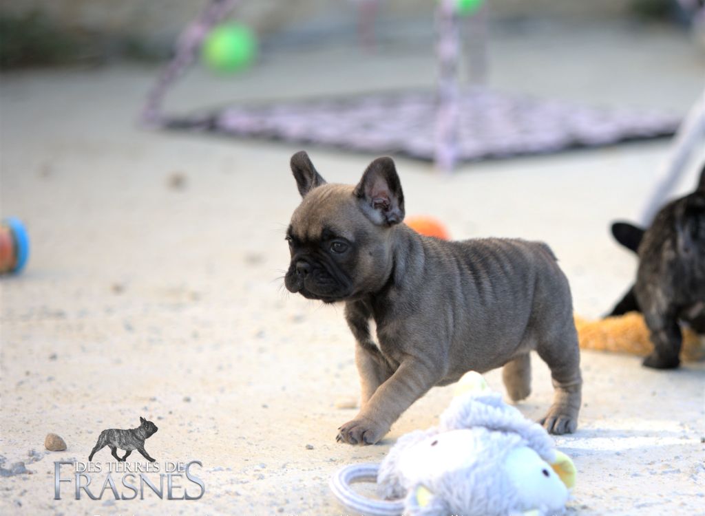 Chiots de Romy et Pacha disponibles photos du 03/11/2022