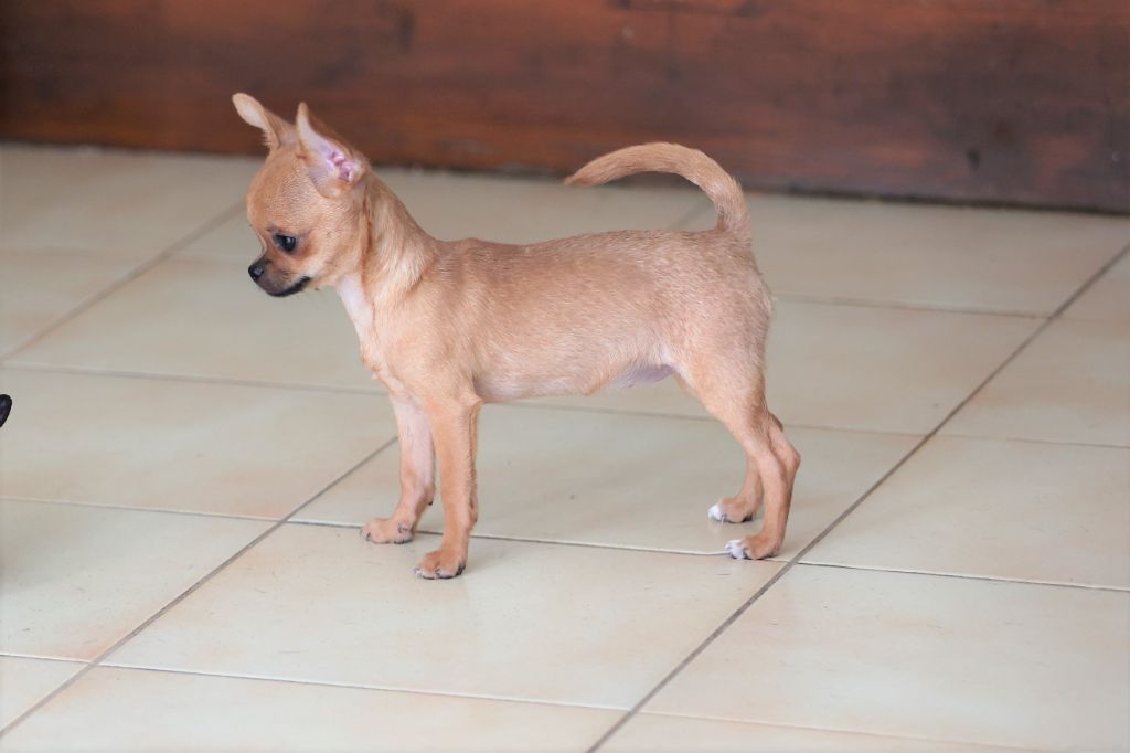 Photos du 23 et 24/07/23 chiots de rimel et Wllow