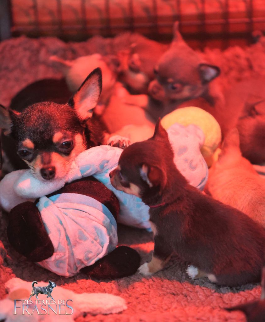 05/01/23 Chiots de Ricci