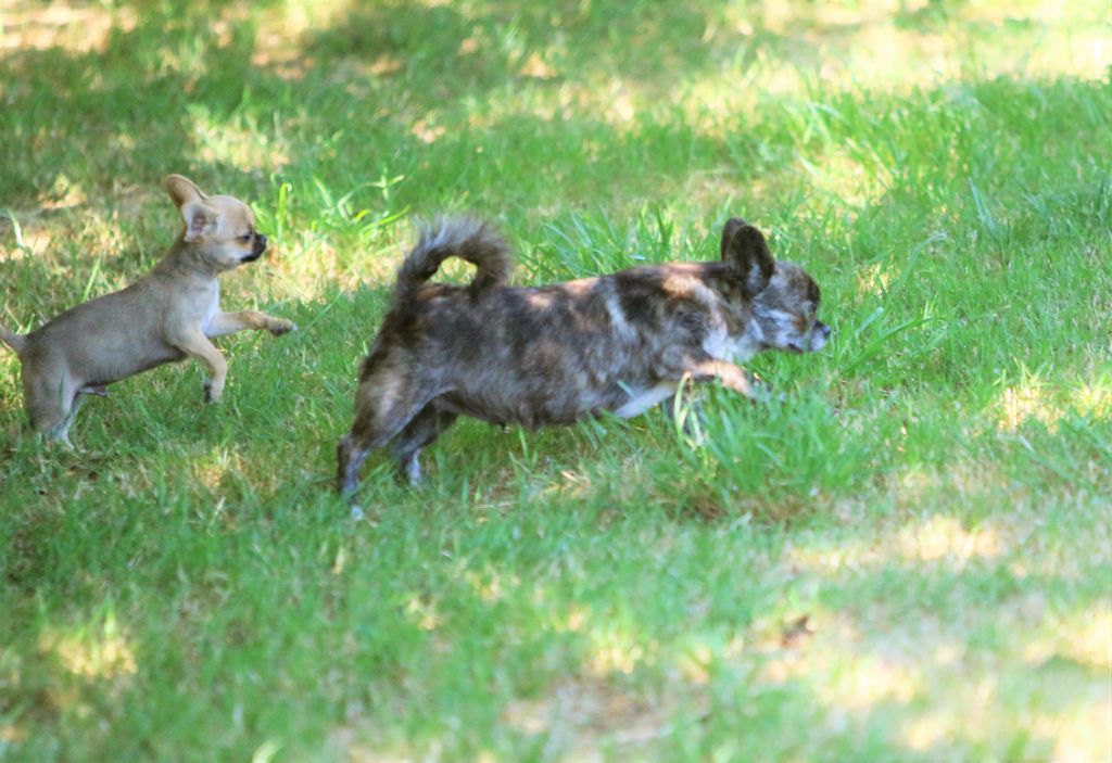 Photos du 02/06/2022 bébés de Rimel et Coockies disponibles