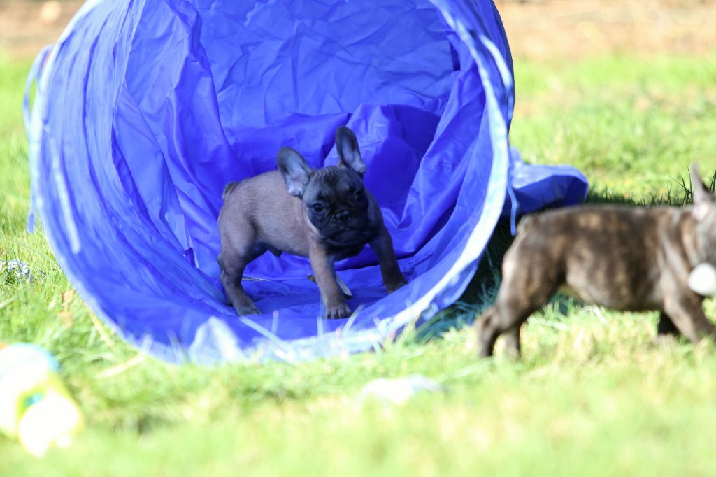 Photos du 27/02/22 chiots de Plume et Lucas
