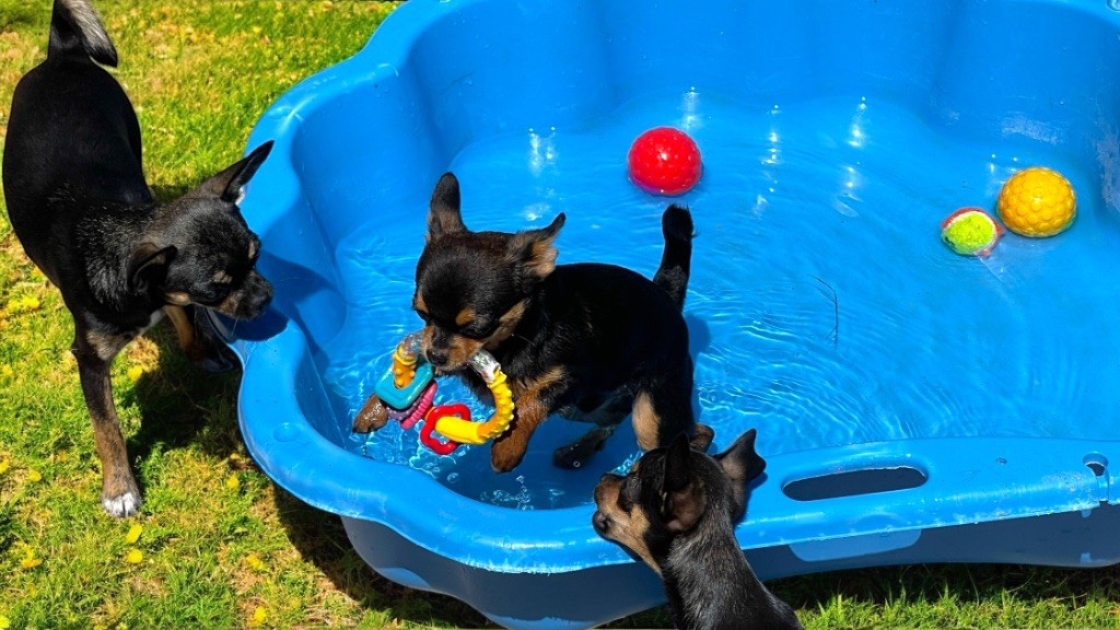 Des Terres De Frasnes - Chiots disponibles - Chihuahua