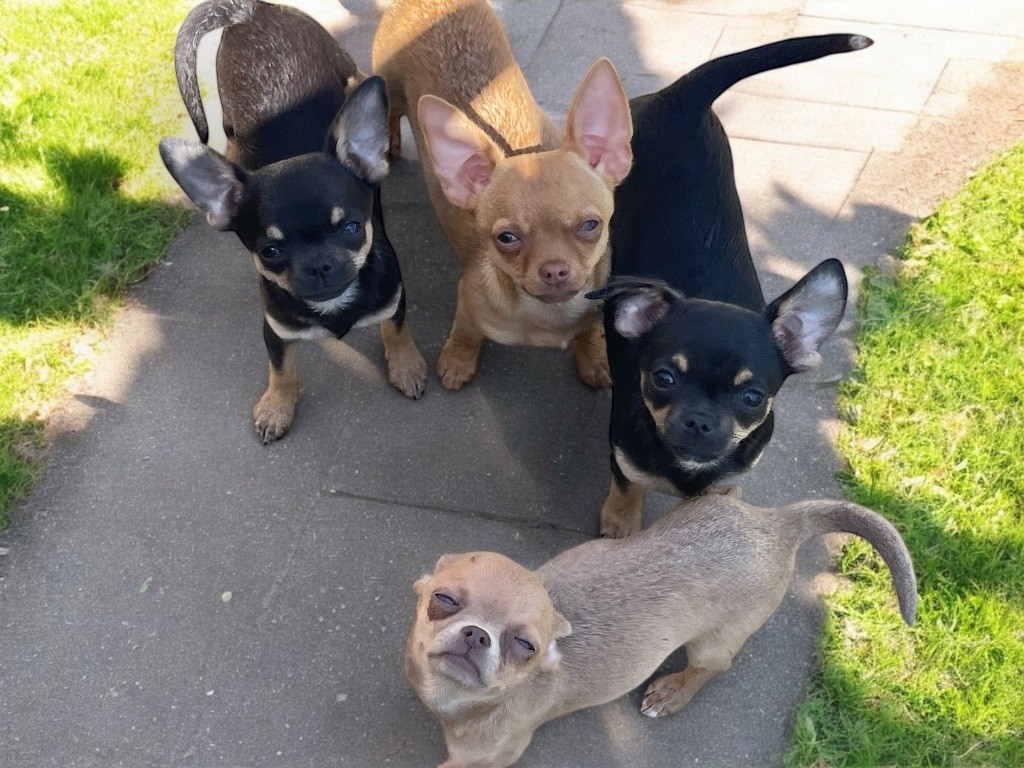 Des Terres De Frasnes - Chiots disponibles - Chihuahua