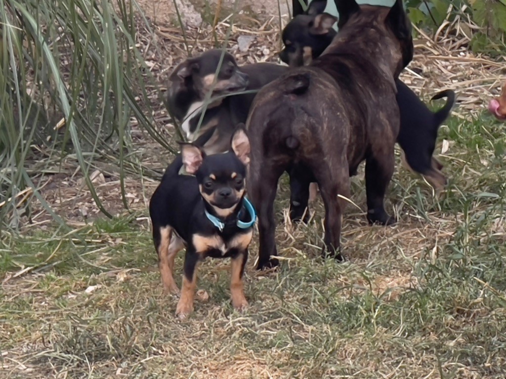 Des Terres De Frasnes - Chiots disponibles - Chihuahua